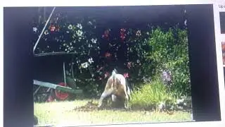 Pedigree 2006 Ad