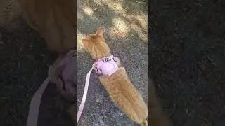 Cutest moments with my cat part.8