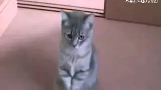 Попрошайка 80 lvl