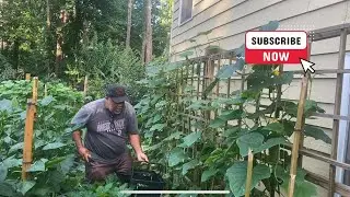 Growing more in the same Garden Beds - Transitioning through the Growing Season