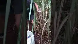 18 yr old youngster shows how it's done . Catching a python.