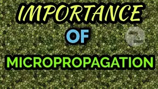 IMPORTANCE OF MICROPROPAGATION || ADVANTAGE OF MICROPROPAGATION || MICROPROPAGATION || PART 2
