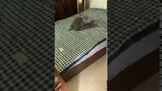 Прикол спалились))
