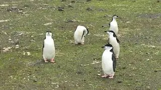 King George Island Fauna