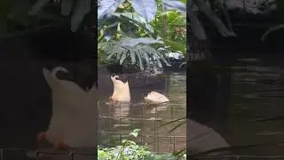 Gaya renang baru