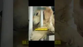 Лучшая память о собаке💔