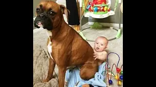 Най-забавните видеоклипове с животни 😂