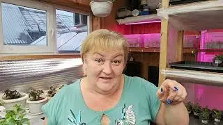 🌸Traven Soil🌸Pros and Cons🌸