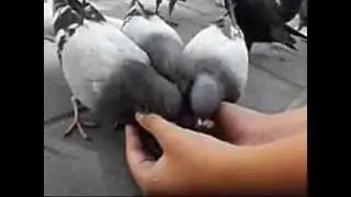 Animals