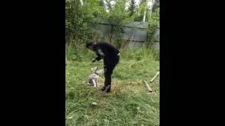 Обучение Хаски ( щенок 4 месяца )