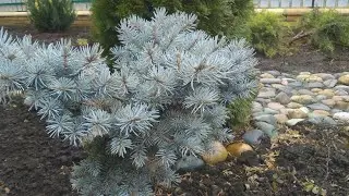 Хвоя.Полисадник.