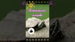 Подвиг черепаха Диего!   