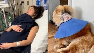 What Happened After The Dog Attack