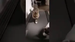Now this is a catwalk! 🥰🤩😛