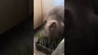 Profursetka is decent. We mow oats in the apartment. We are looking for replenishment
