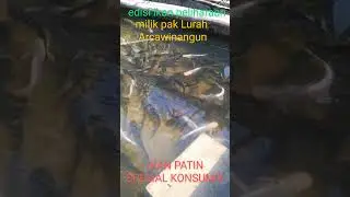 #patin
