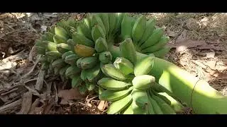 កាប់ចេកក្រមួន