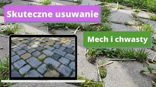 Chwasty i mech na kostce brukowej