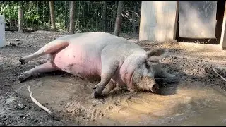 Peter the Mangalitsa Pig - Mud Pit Belly Flop