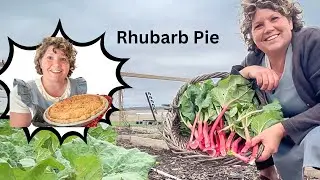 Mennonite Recipe for Rhubarb Pie.