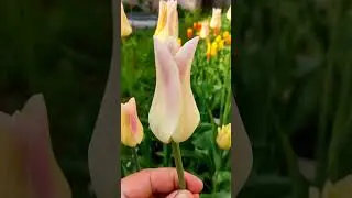 ПОСАДИТЕ ТАКИЕ ТЮЛЬПАНЫ ГИГАНТЫ И ДРУГИХ НЕ ЗАХОЧЕТСЯ #тюльпаны #цветоводство