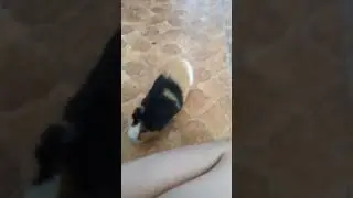 #морскаясвинка