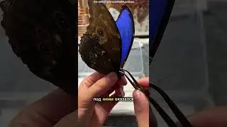 Под крыльями бабочки скрывался невероятный секрет 🦋💙