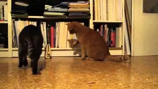 Забавные животные