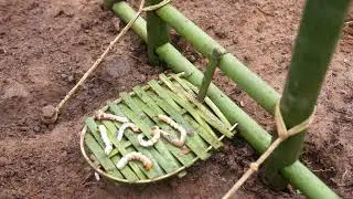 Creative Amazing Quail Trap for Catching the Quail Bird in the Jungle Work Very Well 100%
