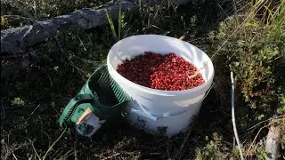 В сентябре за брусникой (1 часть)