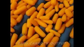 TECNOCEAM CARROTS TOP & TAILOR