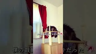 猫同士のバトル勃発か？/Is a battle breaking out between cats? #shorts