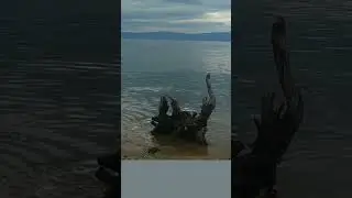 Там, где мне в ладони звезды падали... 