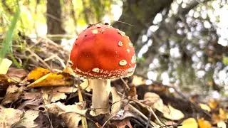 Цнянка.  прогулка на велосипеде