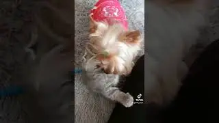 где кошка
