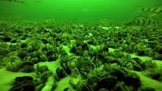 Lake Simcoe Perch Zen