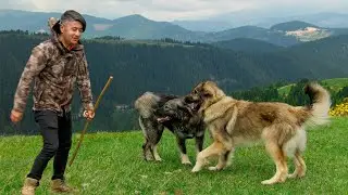 Alaca Yaylasında Çobanlık | Belgesel Film
