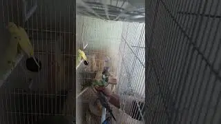 اطعام طيور البادجي بيدك داخل القفص