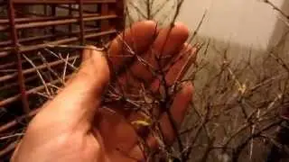 Карликовый гранат, зимовка в погребе