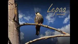 MIKEMU6 - LEPAA