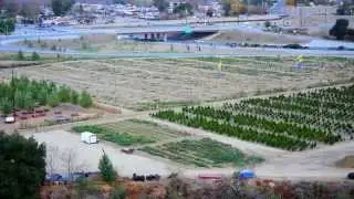 Live Oak Christmas Tree Farm