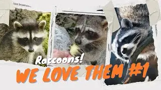 Some awesome raccoon clips #1