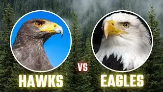 Hawk vs Eagle: The 6 Main Differences Explained
