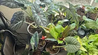 I’m New to Plants… Here’s Every Houseplant I Own (Beginner Guide)
