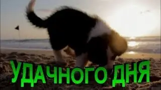 ДОБРОЕ УТРО И ХОРОШЕГО,УДАЧНОГО ДНЯ!!Милая  видео открытка!