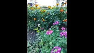 Мой зелёный двор  Экопроект.