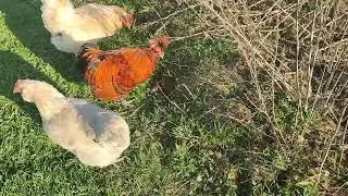 Куры разорвали лягушку. (и съели).