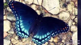 🌻🦋Красивые бабочки🦋🌻