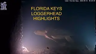 MULTIPLE clips of Florida Keys Loggerhead on #vivathekeys #underwater #livestream🐢🐠🐟 Enjoy!