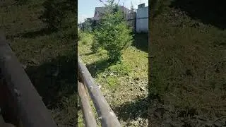 наш домашний питомничик, хвойных